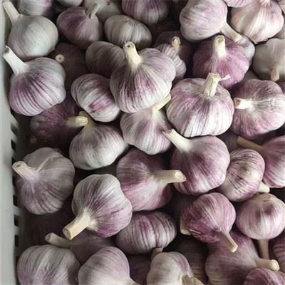 Der Kopf des Knoblauchs